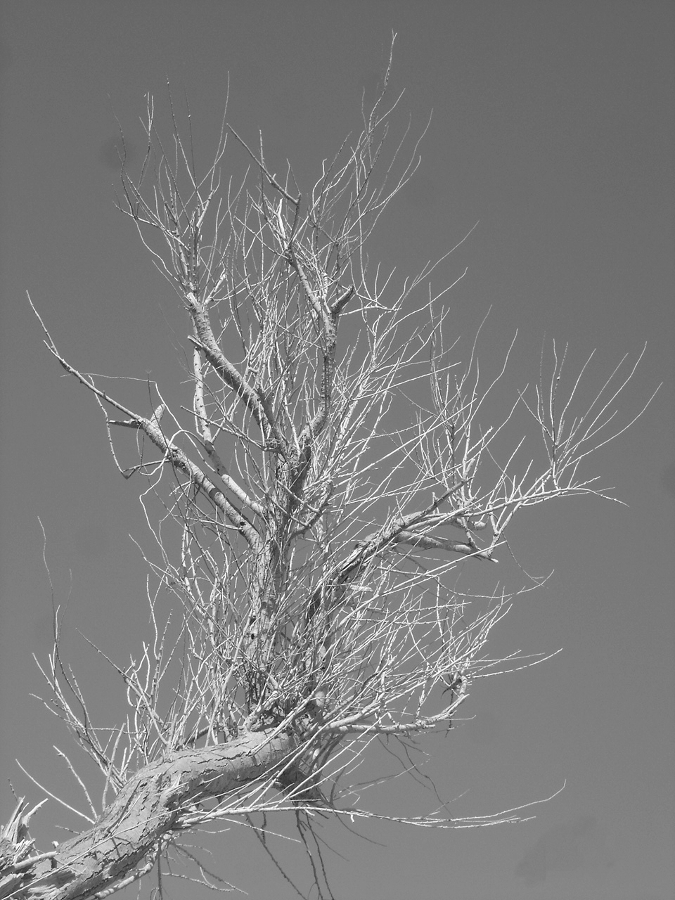 arbre